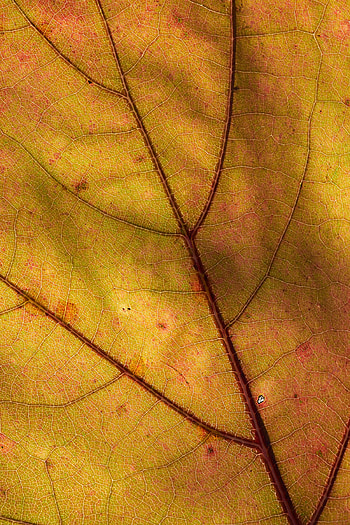 Plant, Macro, Sheet, Leaf HD phone wallpaper