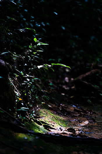 Nature, Leaves, Shine, Light, Branches, Moss HD phone wallpaper
