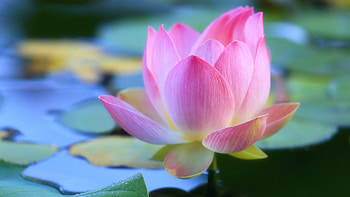 Pink Lotus, summer, leaves, petals, waterlily, blossom HD wallpaper