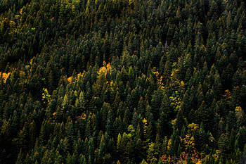 Nature, Trees, Autumn, View From Above, Top, Forest, Tops HD wallpaper