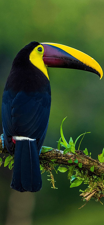Artistic , Bird artwork, Colourful design, Unique mobile background HD phone wallpaper