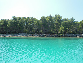 Turquise sea, sea, pine, turquoise, trees, water HD wallpaper