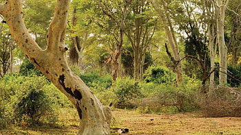 Natural wonders, March in South Africa, Safari season, Thriving wildlife HD wallpaper