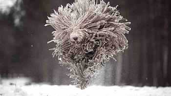 Komondor, dog, winter, running, andy seliverstoff, mop, ciobanesc maghiar, funny, caine HD wallpaper