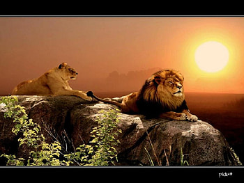 Lions., animal, resting, cat, lion, wild, sun, rock HD wallpaper