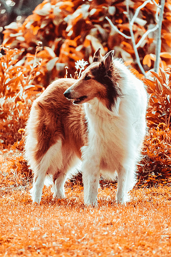 Animals, Fluffy, Dog, Pet, Animal, Sheltie, Shelties HD phone wallpaper