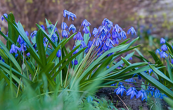 Plants, Flowers HD wallpaper