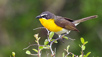 Black Yellow-Breasted Bird In Blur Green Background Birds HD wallpaper