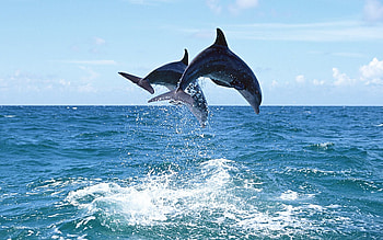 Dolphin, Animals, Bounce, Jump, Bend HD wallpaper