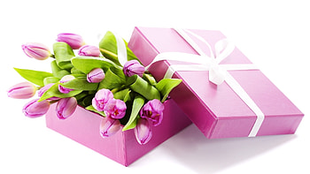 Plants, Flowers, Tulips, Bouquets HD wallpaper