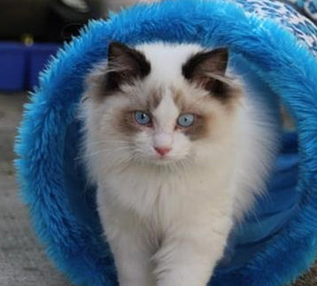 full fluffy, blue, kitten, white, cute, fluffy HD wallpaper