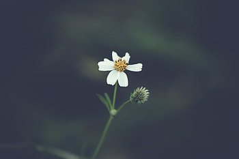 Flowers, Flower, Petals, Blur, Smooth HD wallpaper