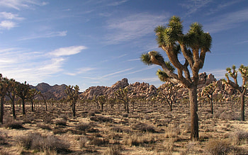 Joshua Tree National Park, trees, california, rocks, usa, mountains HD wallpaper