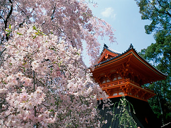 Landscape, Trees, Architecture, Asia HD wallpaper