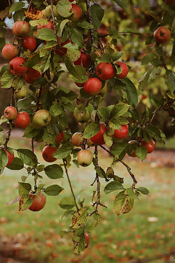Fruits, Food, Autumn, Apples, Garden, Harvest HD phone wallpaper