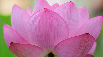 Lotus flower HD wallpaper