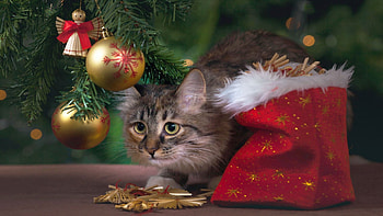 Merry Christmas, decoration, bulbs, cat, christmas tree HD wallpaper