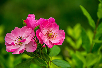 Rose flower, pink, leaves, bee, garden, beautiful, scent, Rose, fragrance HD wallpaper