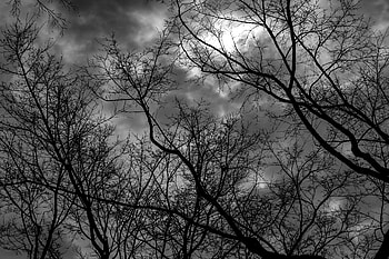 Nature, Trees, Sky, Clouds, Branches, Bw, Chb, Gloomy HD wallpaper