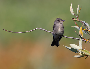 Western wood pewee (Contopus sordidulus) perched near the shore of the Sacramento River, Animal, Flycatcher HD wallpaper