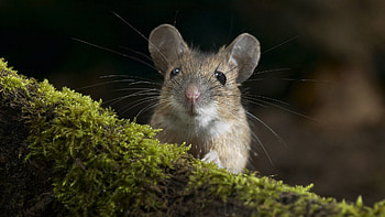Animals, Grass, Moss, Mouse, Peek Out, Look Out HD wallpaper