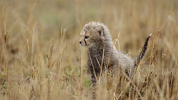 Animals, Grass, Cheetah, Young, Kitty, Kitten, Joey, Tail HD wallpaper
