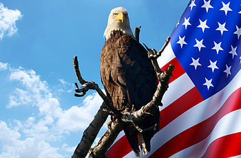 American Eagle With American Flag, flag, eagle, American, american flag, 4th Of July HD wallpaper