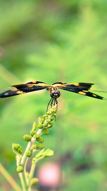 Dragonfly wings, Natural beauty, Hazy background, Stunning reptile HD phone wallpaper