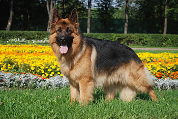 Animals, Flowers, Grass, Dog, Sheepdog, Sheep Dog HD wallpaper
