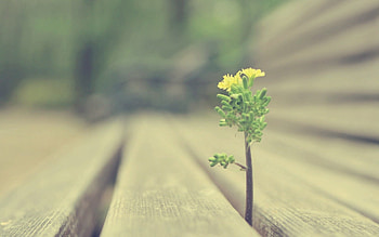 Grass, Plant, Macro, Wood, Wooden, Sprout HD wallpaper