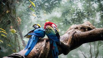 Parrot, Colorful, , Laptop HD wallpaper