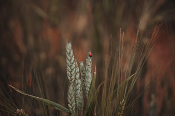 Grass, Macro, Insect, Ears, Ladybird, Ladybug, Spikes HD wallpaper