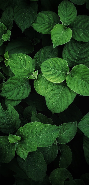 Nature, tints and shades, plant HD phone wallpaper