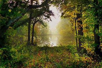 Meadow, plants, forest, lake, nature, trees HD wallpaper