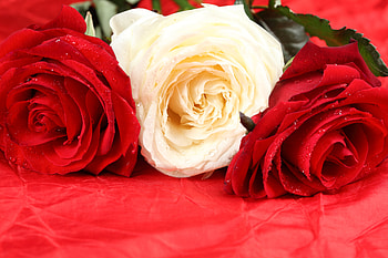 roses, bouquet, graphy, beautiful, nice, rose, flower, red, cool, flowers HD wallpaper