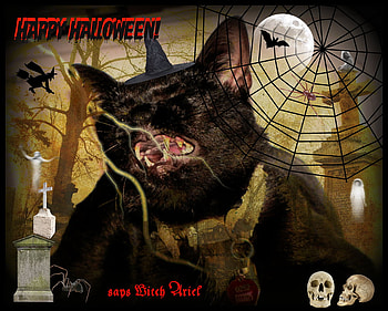 Halloween Witch cat, texture, halloween, black, witch cat HD wallpaper