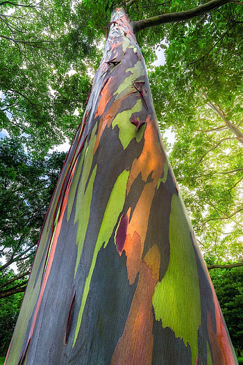 Rainbow eucalyptus, Nature, Tree HD phone wallpaper