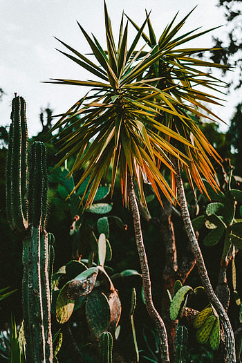 Plants, Nature, Cactuses, Palms, Exotic HD phone wallpaper