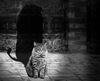 Animals, Cat, Shadow, Lion, Bw, Chb HD wallpaper