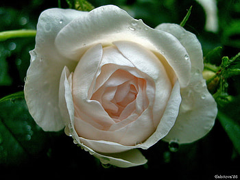 White Rose, rose, white, flower, beautiful, nature HD wallpaper
