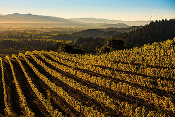 Eco-luxury travel in Napa Valley, Sustainable tourism, Green vineyards, Nature appreciation HD wallpaper