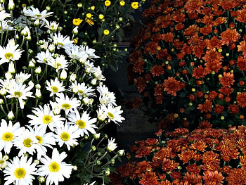floral mix, autumn, daisys, flowers, petals HD wallpaper