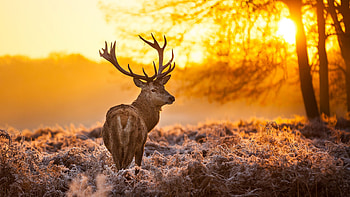 Brown Deer Nature Animals Trees Sunset HD wallpaper