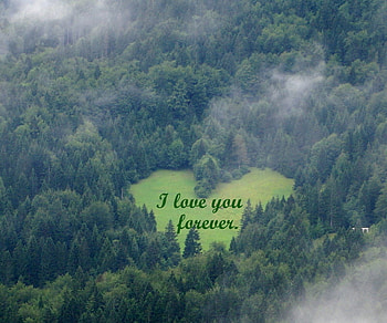 I love you forever!, trees, morning, love, beauty HD wallpaper