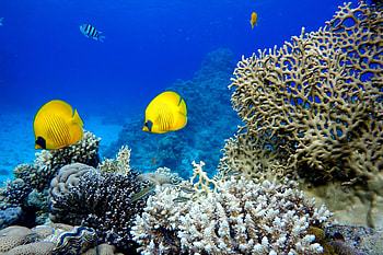 Urgent action required, Disappearing coral reefs HD wallpaper