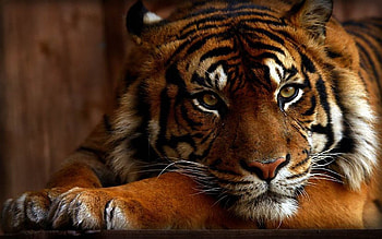 Tiger 3d | Animals | Pinterest | 3d , and 3d HD wallpaper