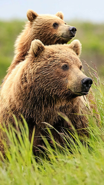 Father bear and baby bear, Ultra , Heartwarming, Family HD phone wallpaper