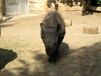 Animals, Shadow, Rhinoceros, Reserve HD wallpaper