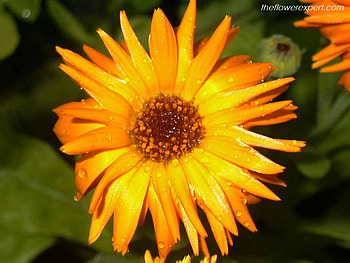 Yellow flower, nature, flowers HD wallpaper