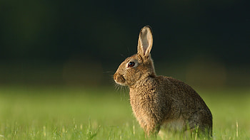Hare , Stunning visuals, Captivating designs, High quality HD wallpaper